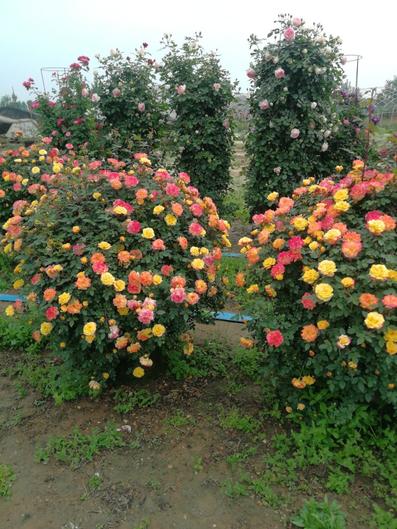 月季花球，球形月季，80公分直径月季花球，1米直径月季花