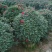 月季花球，球形月季，80公分直径月季花球，1米直径月季花
