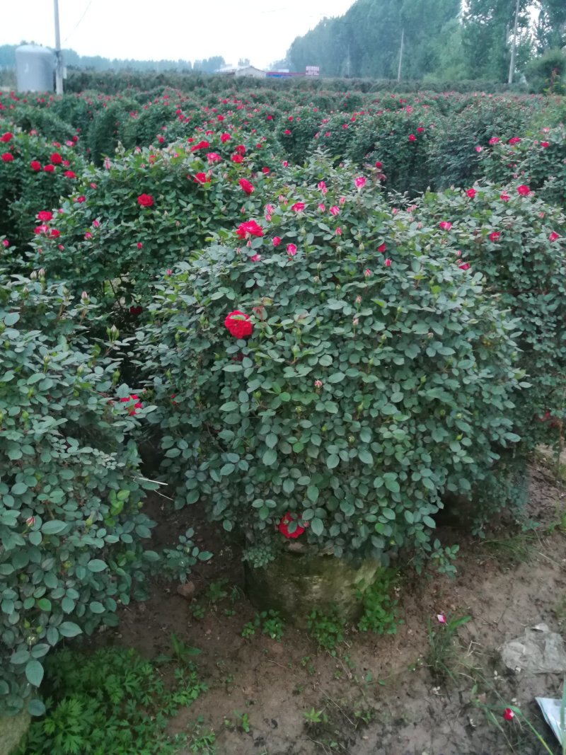 月季花球，球形月季，80公分直径月季花球，1米直径月季花