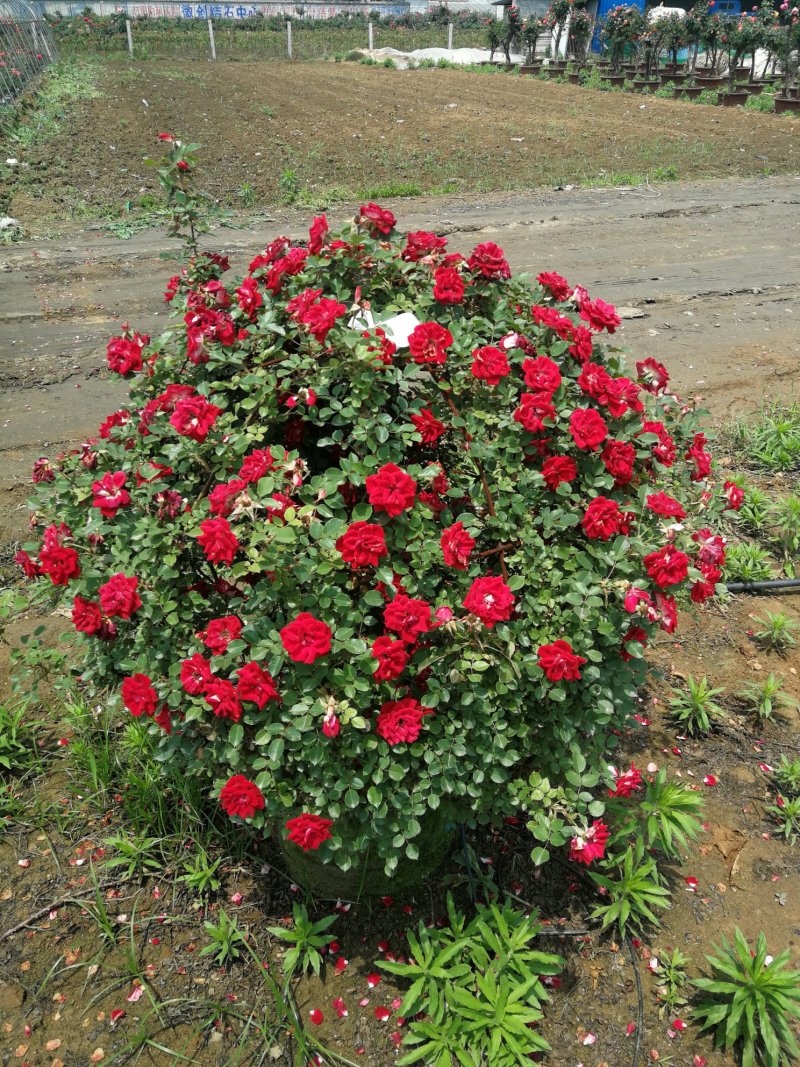 月季花球，球形月季，80公分直径月季花球，1米直径月季花