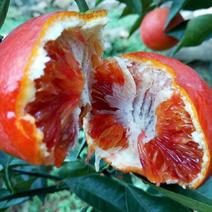 塔罗科血橙苗/纯度品质/基地直发/保湿发货
