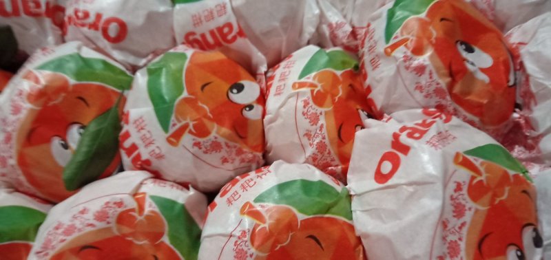 浙江大炮丑桔保质保量预售中（大丰，特早，宫川蜜橘）