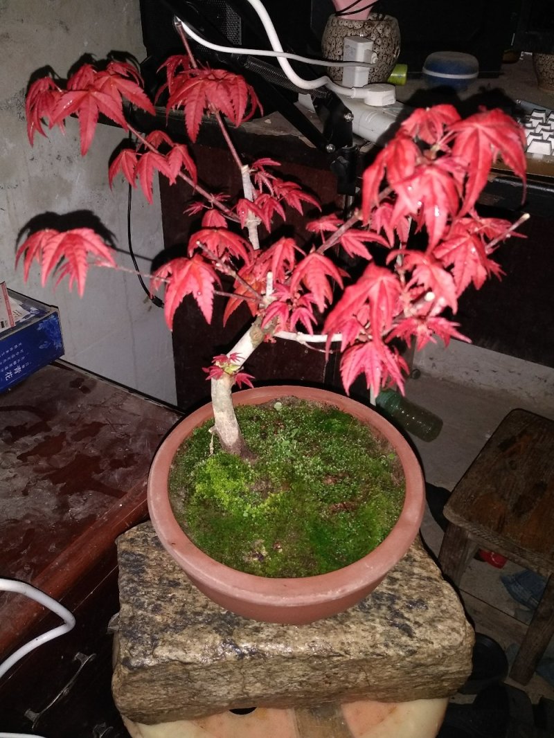 红枫盆景，日本红舞姬，原生出猩猩红枫等