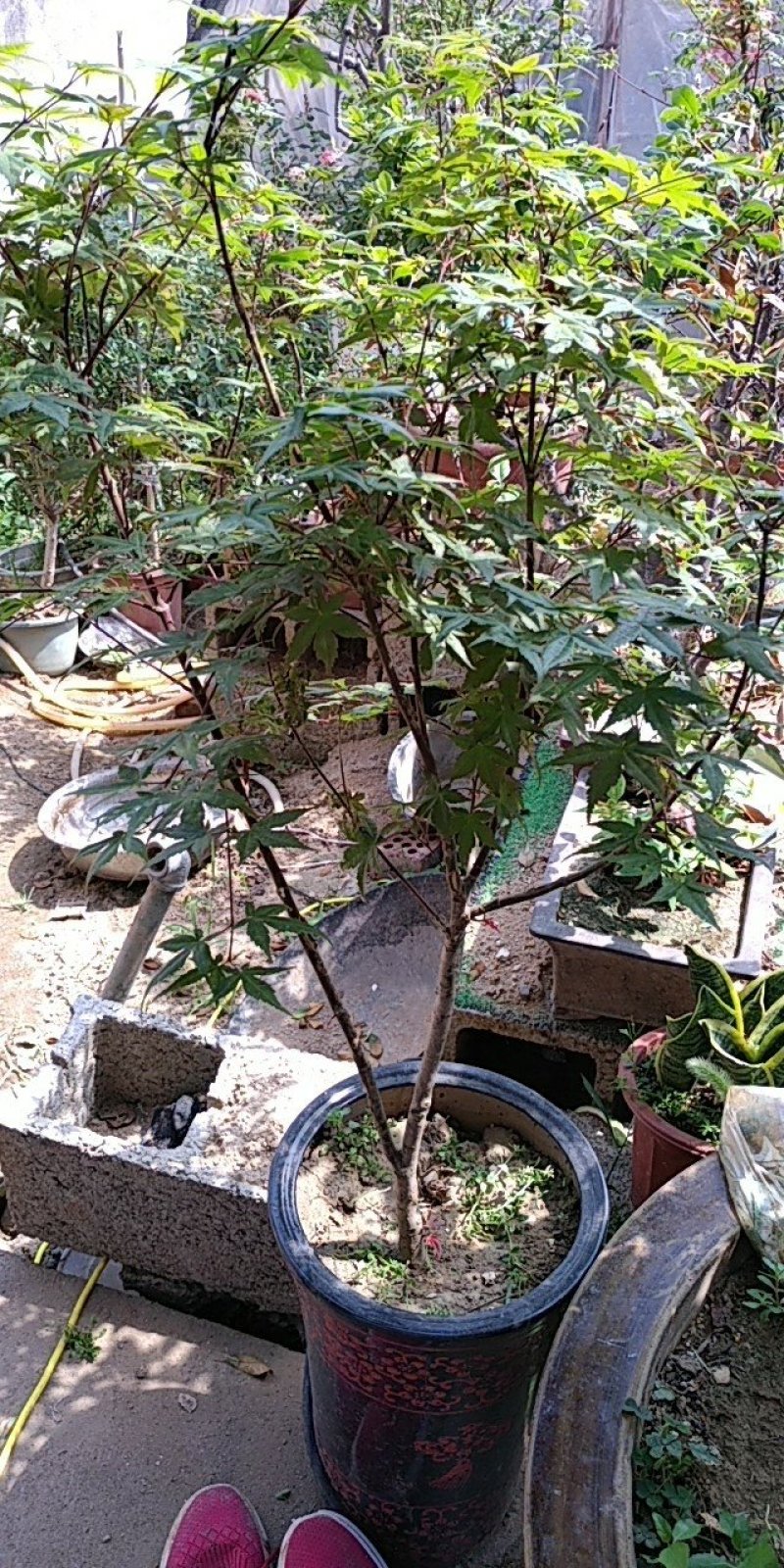 红枫盆景，日本红舞姬，原生出猩猩红枫等