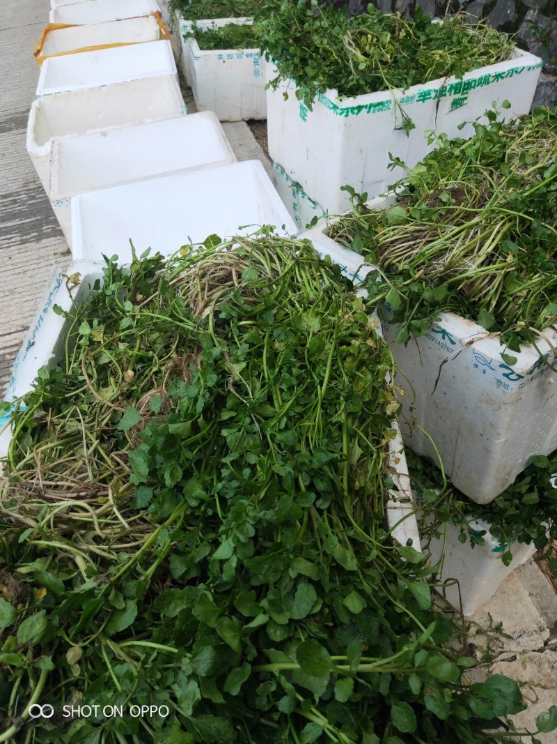 西洋菜种苗老根苗生根发芽快成活率高产量高收成快