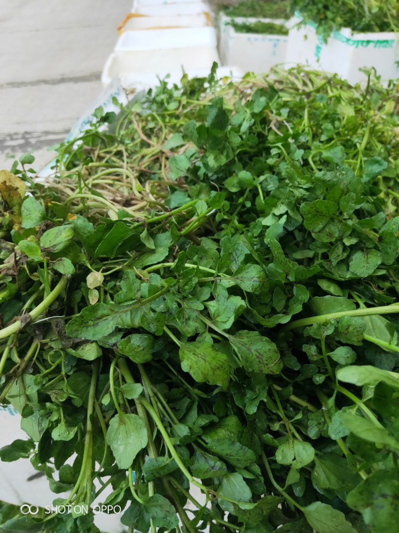 西洋菜种苗老根苗生根发芽快成活率高产量高收成快