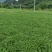 西洋菜种苗老根苗生根发芽快成活率高产量高收成快