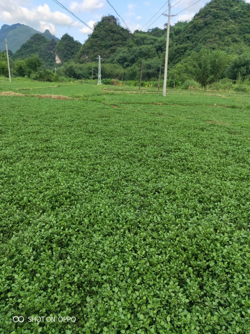 西洋菜种苗老根苗生根发芽快成活率高产量高收成快