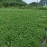 西洋菜种苗老根苗生根发芽快成活率高产量高收成快