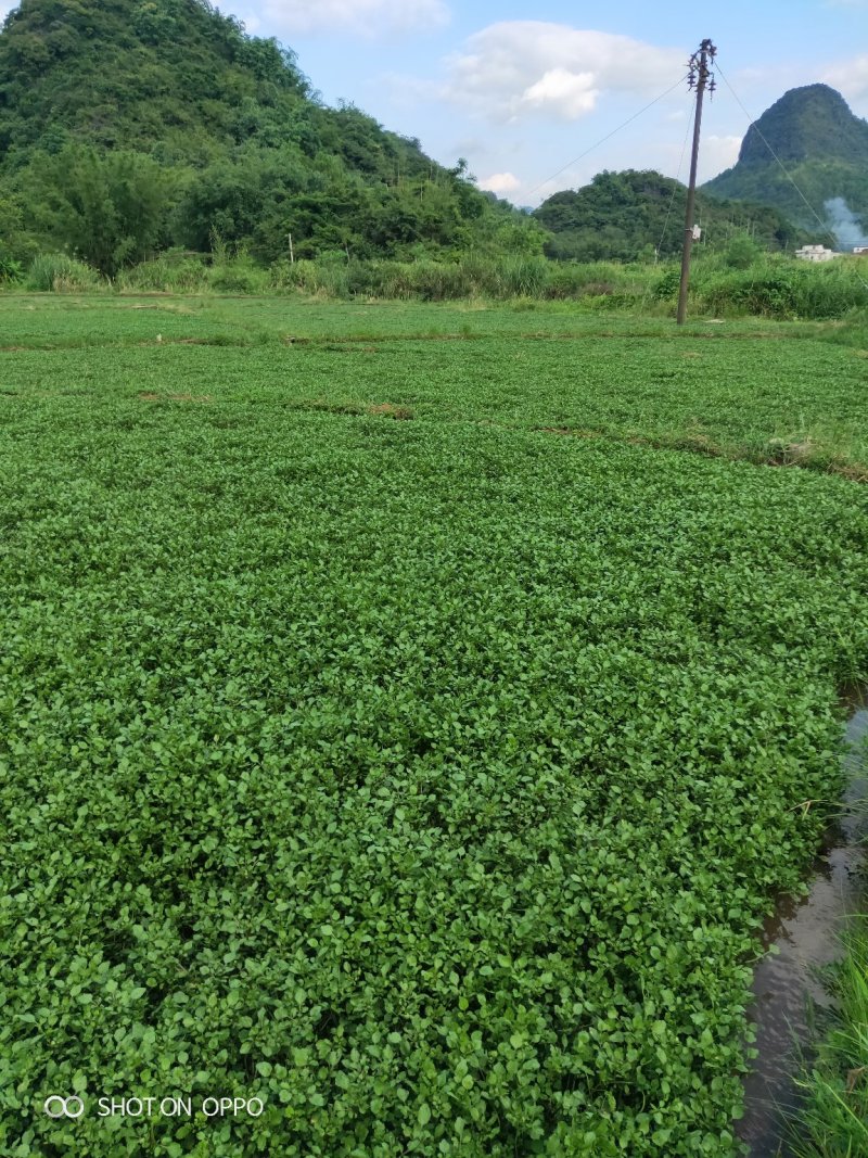 西洋菜种苗老根苗生根发芽快成活率高产量高收成快