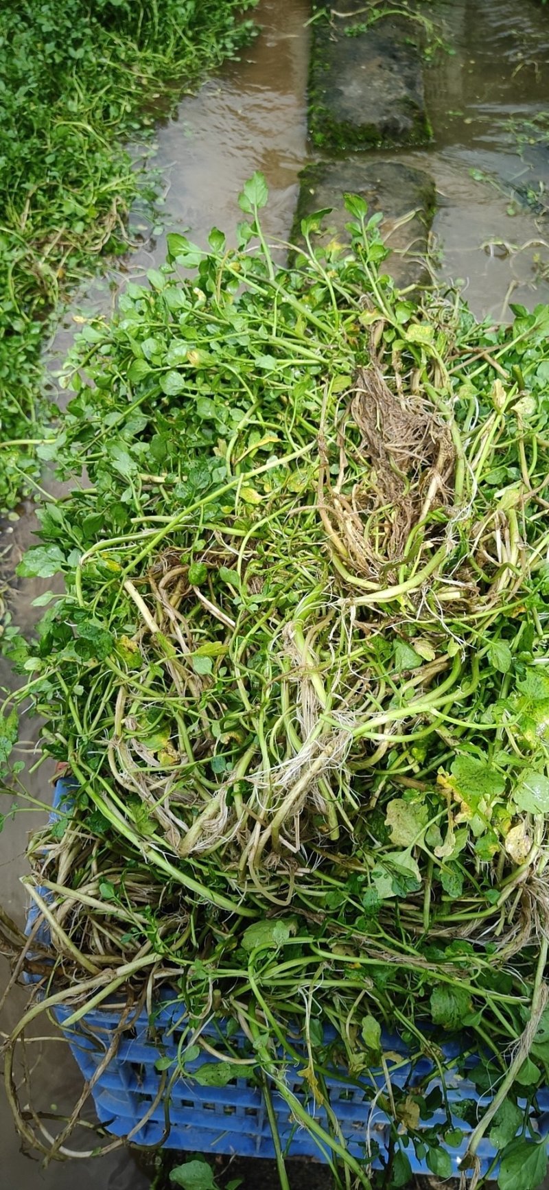 西洋菜种苗老根苗生根发芽快成活率高产量高收成快