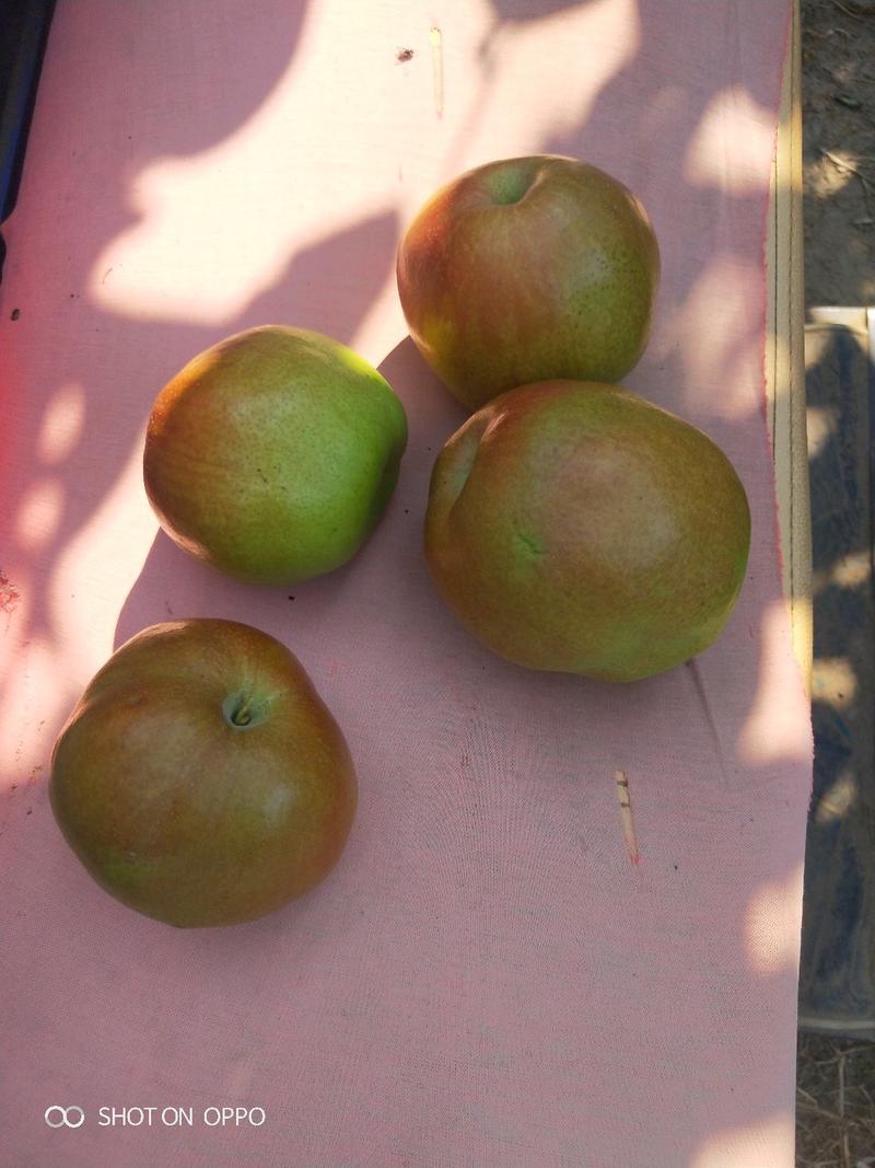 玉露香梨（冷库货）半斤以上和5两以下两种规格