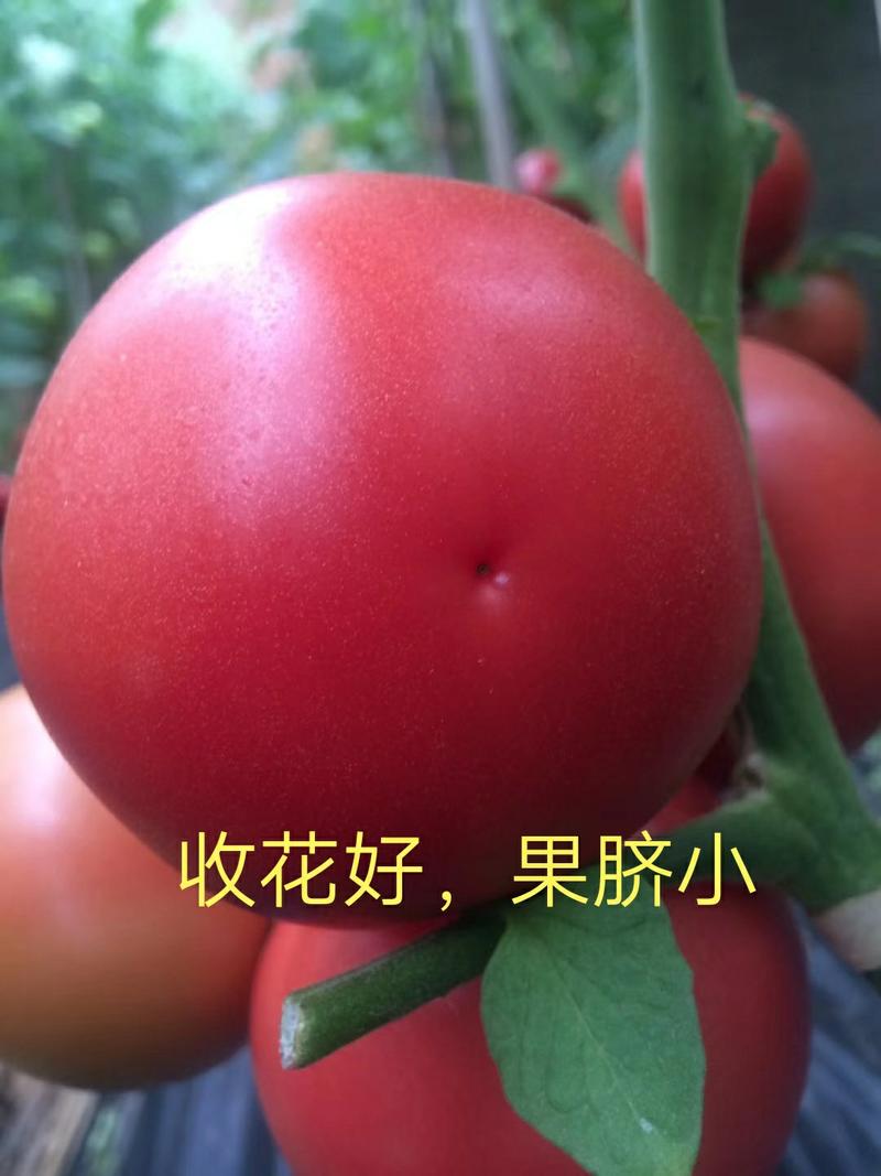 西红柿苗粉果番茄苗耐高温抗病毒大果型硬粉
