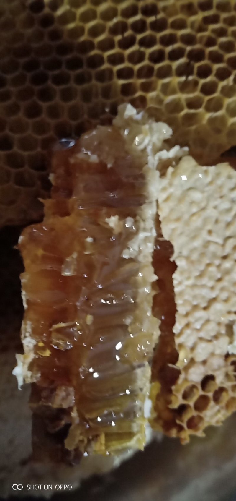 土蜂蜜，棒棒蜜，秦岭山脉特产