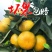 乳桔果园看货采摘保质保量产地供欢迎咨询订购