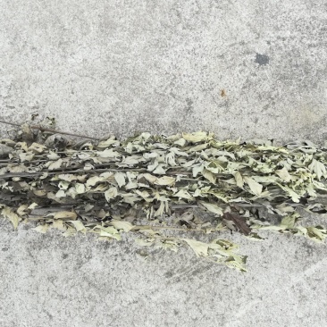 艾草整株晒干野生蕲艾草枝有叶的