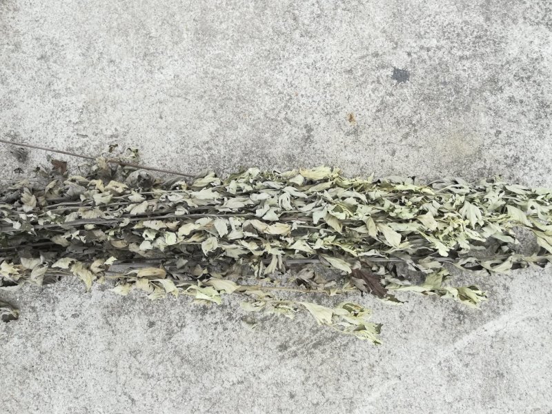 艾草整株晒干野生蕲艾草枝有叶的