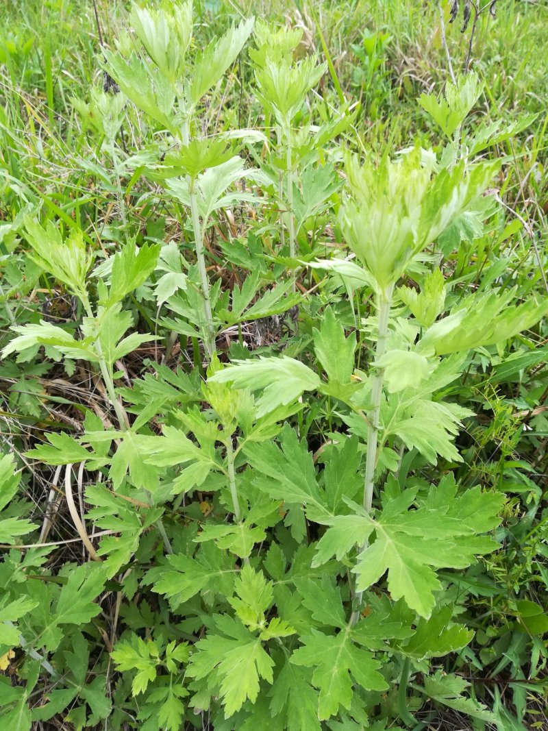 艾草整株晒干野生蕲艾草枝有叶的