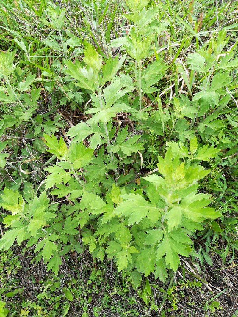 艾草整株晒干野生蕲艾草枝有叶的