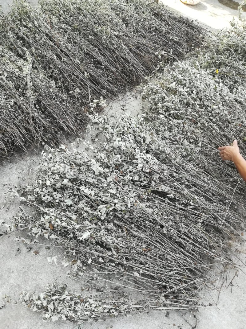 艾草整株晒干野生蕲艾草枝有叶的