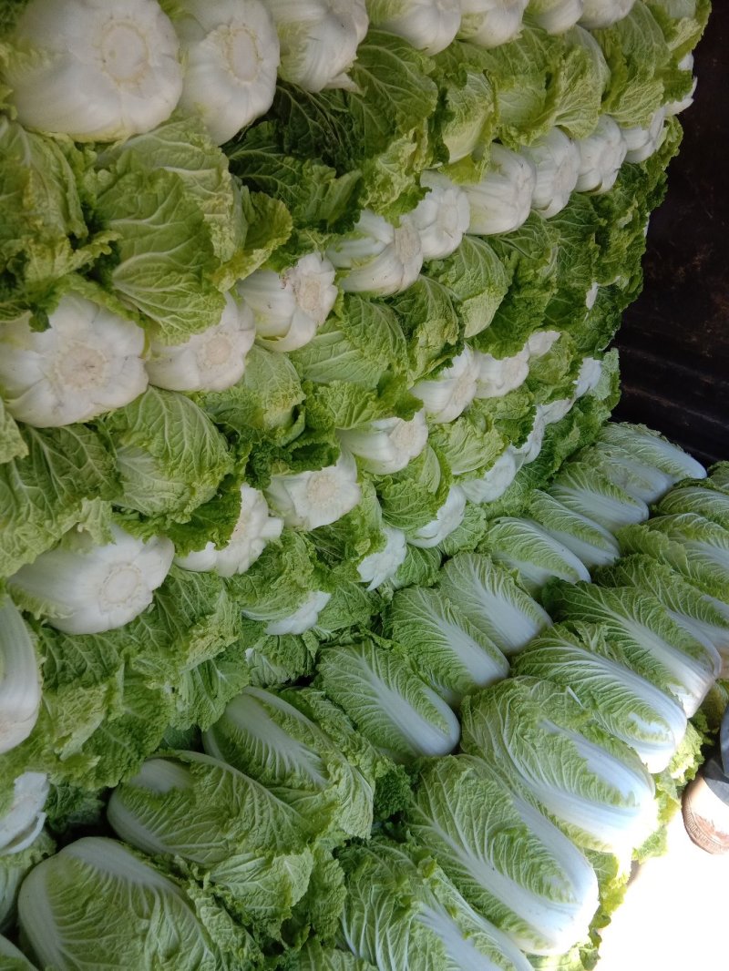 【实力牛商推荐】产地大白菜直供对接批发商欢迎采购
