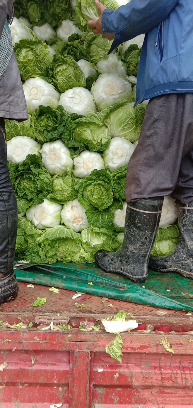 【实力牛商推荐】产地大白菜直供对接批发商欢迎采购