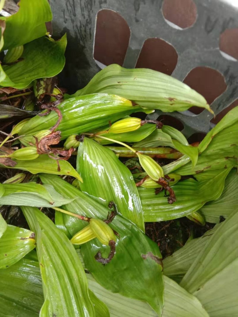 冰球子果夹，独蒜兰果夹，紫红脑袋正品