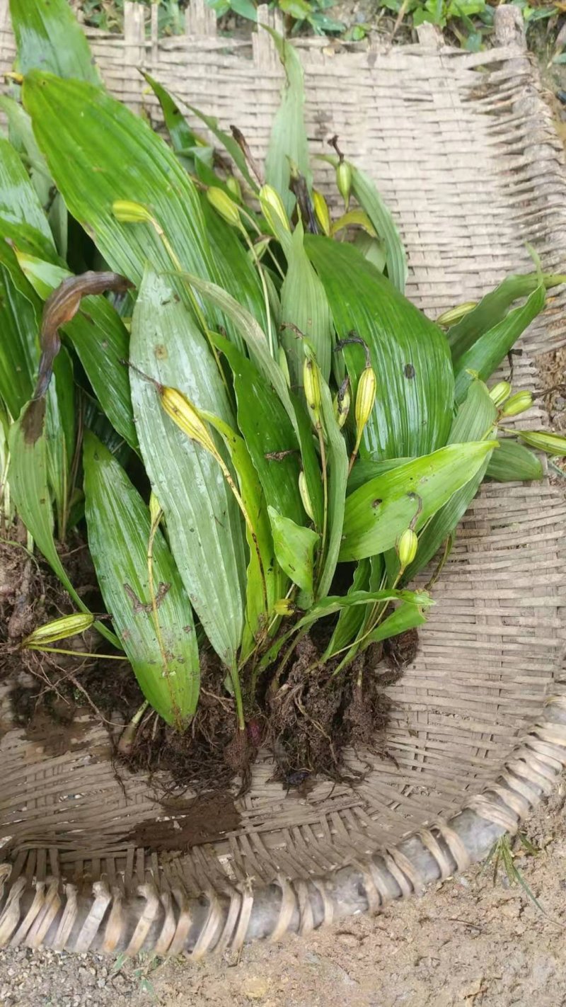 冰球子果夹，独蒜兰果夹，紫红脑袋正品