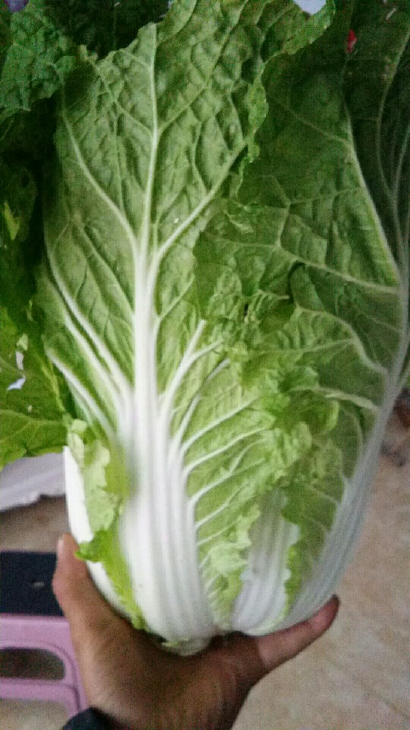 这么好的菜，这么便宜好好