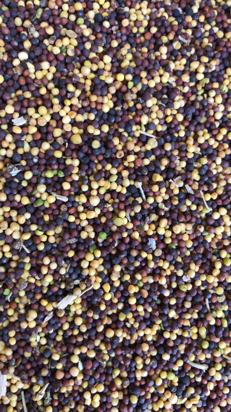 优质油菜籽
