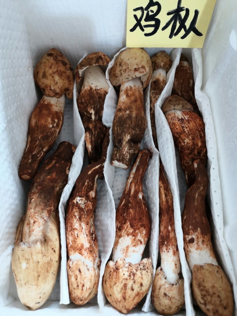 鸡枞菌新鲜野生鸡枞菌产地批发一件代发空运包邮招代理