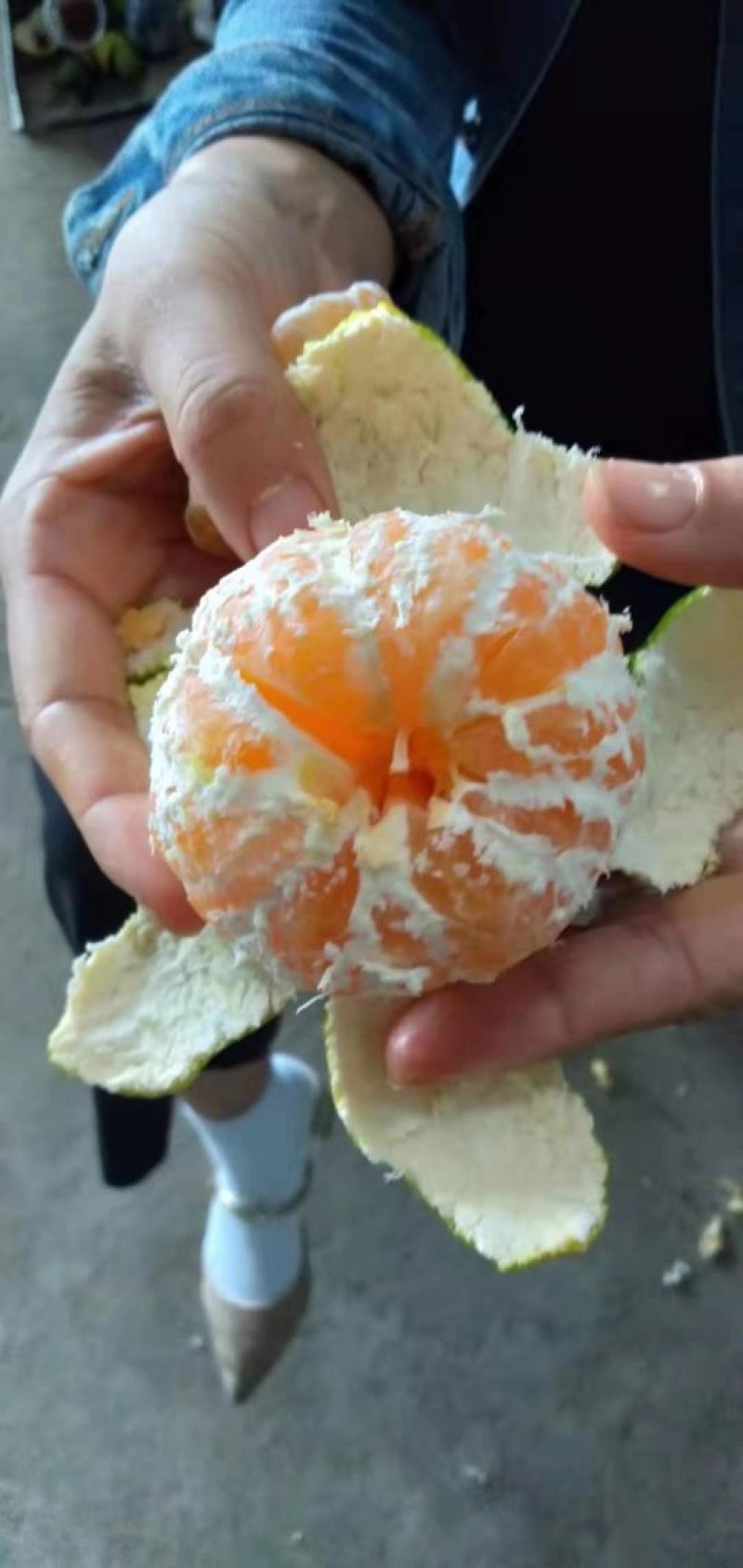 特普早蜜橘货源充足，看货装货保质保量放心订购