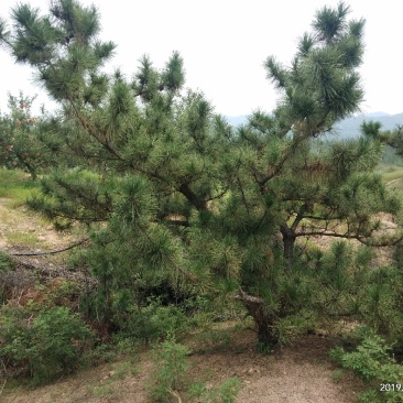干花椒