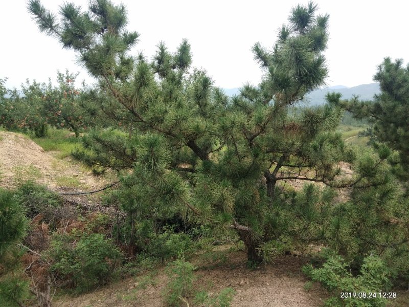干花椒