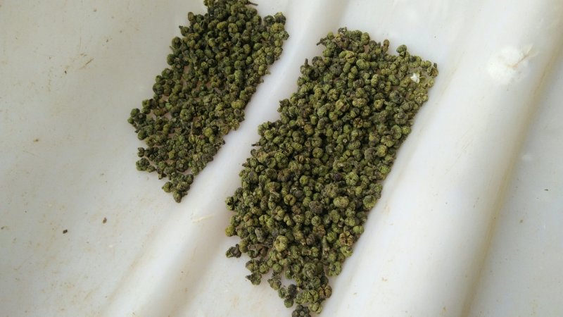 中花吴茱萸/广西吴茱萸/吴萸干货/产地中花吴萸