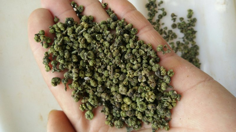 吴茱萸/中花吴茱萸/茶辣/江西中花吴茱萸