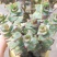 星王子多肉植物大颗群生绿植盆栽肉肉花卉满20棵包邮