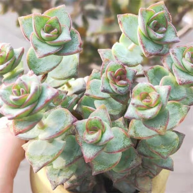 星王子多肉植物大颗群生绿植盆栽肉肉花卉满20棵包邮