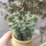 星王子多肉植物大颗群生绿植盆栽肉肉花卉满20棵包邮