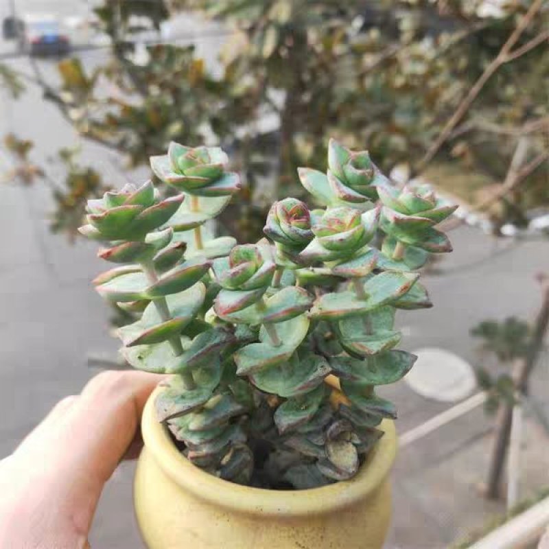 星王子多肉植物大颗群生绿植盆栽肉肉花卉满20棵包邮