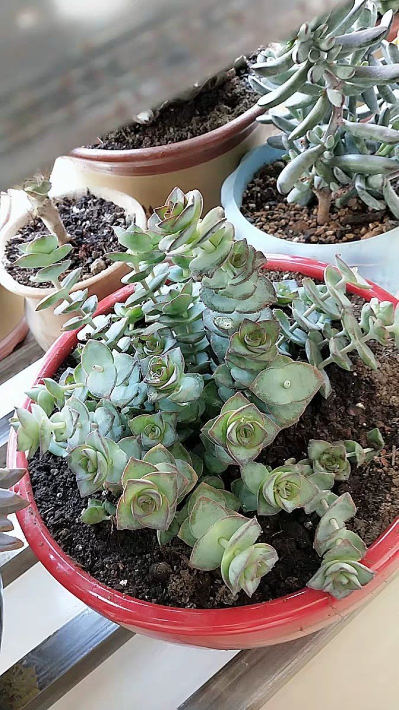 星王子多肉植物大颗群生绿植盆栽肉肉花卉满20棵包邮