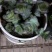 星王子多肉植物大颗群生绿植盆栽肉肉花卉满20棵包邮