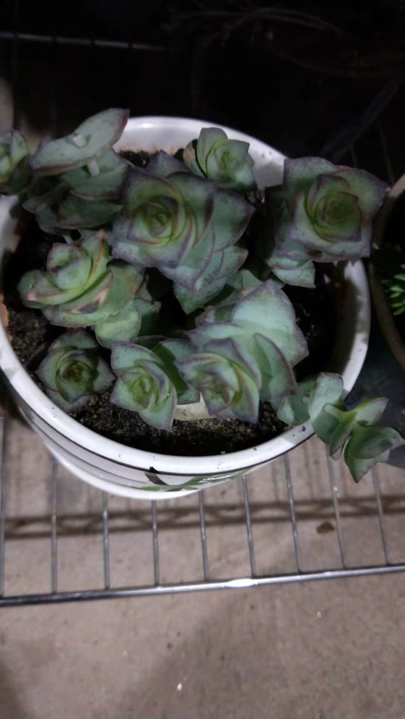 星王子多肉植物大颗群生绿植盆栽肉肉花卉满20棵包邮