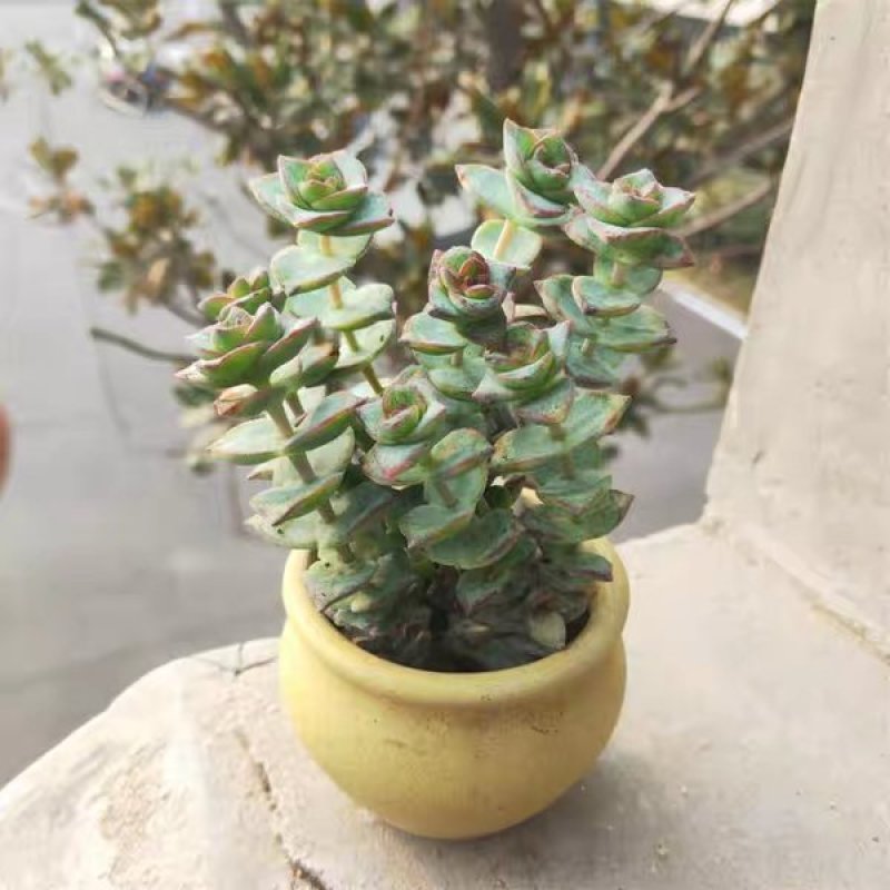 星王子多肉植物大颗群生绿植盆栽肉肉花卉满20棵包邮