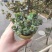 星王子多肉植物大颗群生绿植盆栽肉肉花卉满20棵包邮