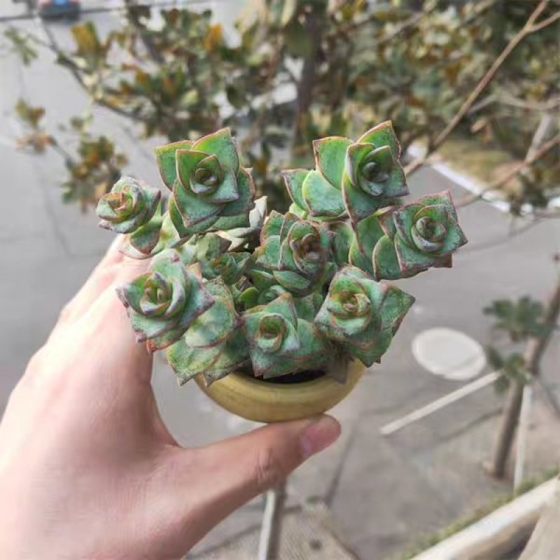 星王子多肉植物大颗群生绿植盆栽肉肉花卉满20棵包邮