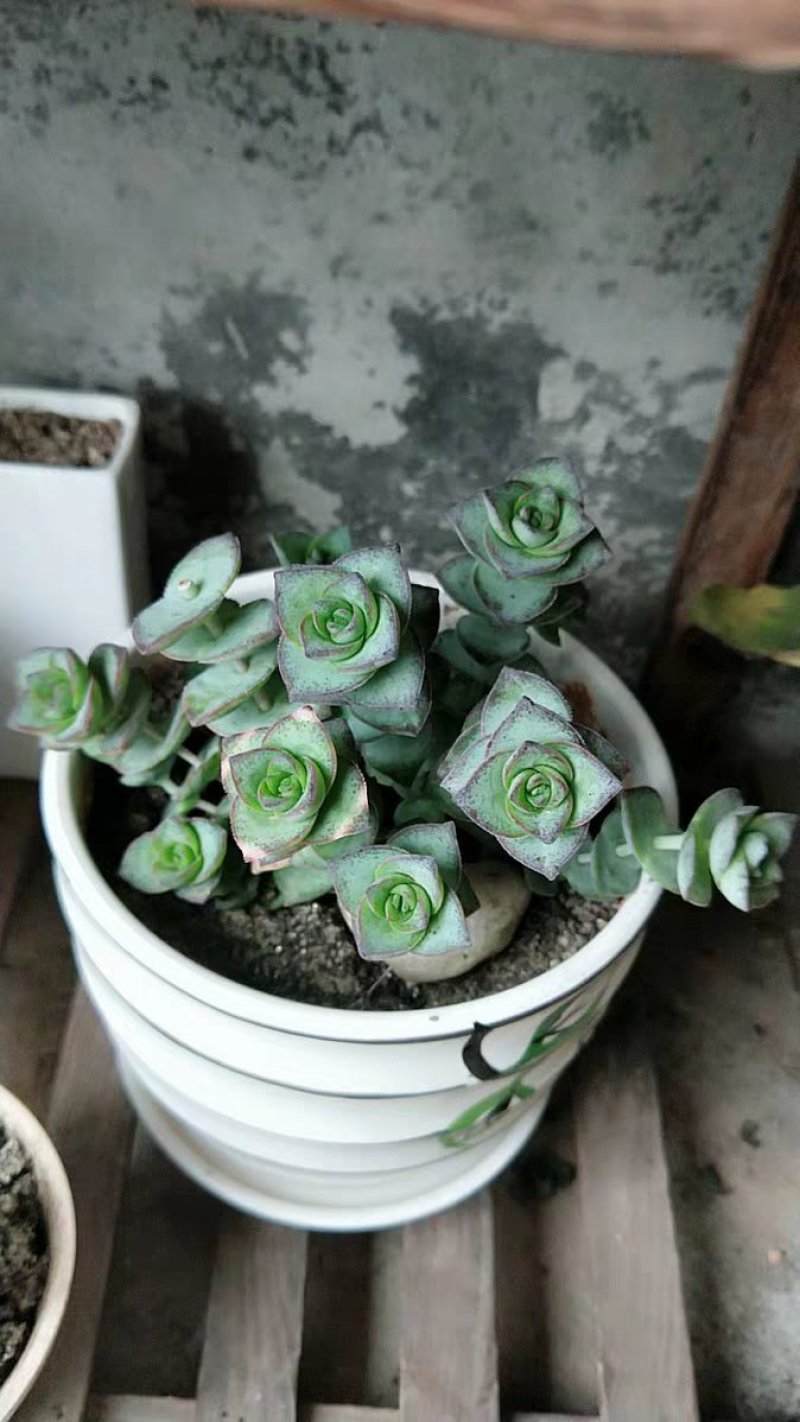 星王子多肉植物大颗群生绿植盆栽肉肉花卉满20棵包邮