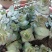 星王子多肉植物大颗群生绿植盆栽肉肉花卉满20棵包邮