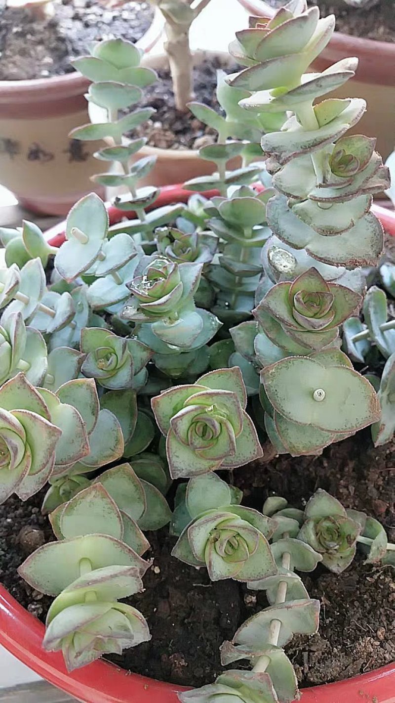 星王子多肉植物大颗群生绿植盆栽肉肉花卉满20棵包邮