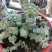 星王子多肉植物大颗群生绿植盆栽肉肉花卉满20棵包邮